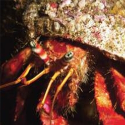 Common Mediterranean hermit crab (Dardanus calidus)-대서양 해수어(아틀란틱)