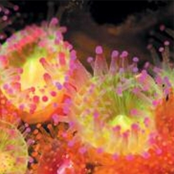 Jewel anemone (Corynactis viridis)-대서양 해수어(아틀란틱)
