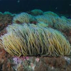 Snakelocks anemone (Anemonia viridis)-대서양 해수어(아틀란틱)