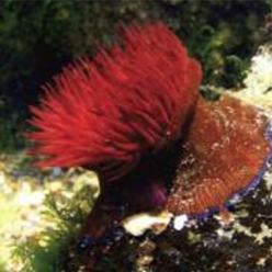 Beadlet anemone (Actinia equina)-대서양 해수어(아틀란틱)