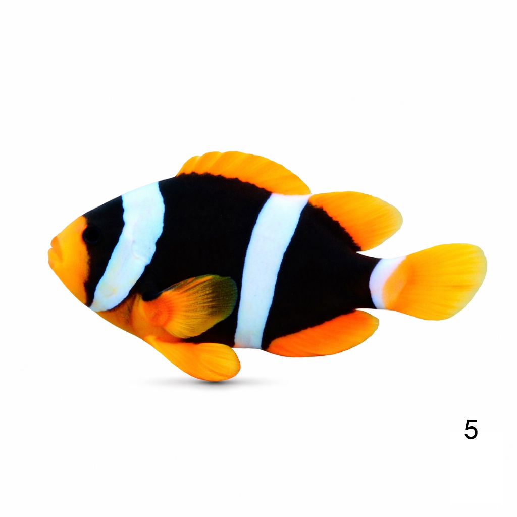 클라키 인디안_Indian Clarkii Clownfish_인도네시아 양식_5