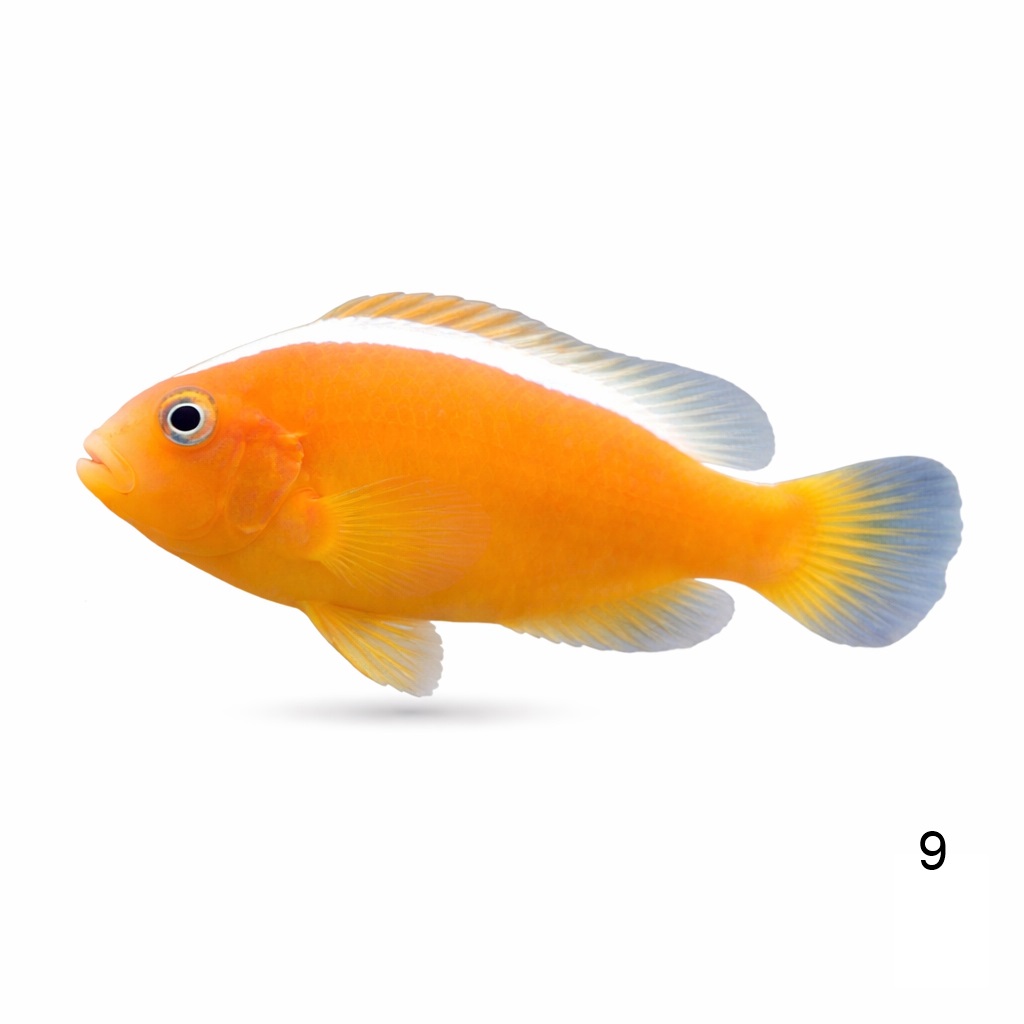 오렌지 스컹크 클라운_Orange Skunk Clownfish_인도네시아 양식_9