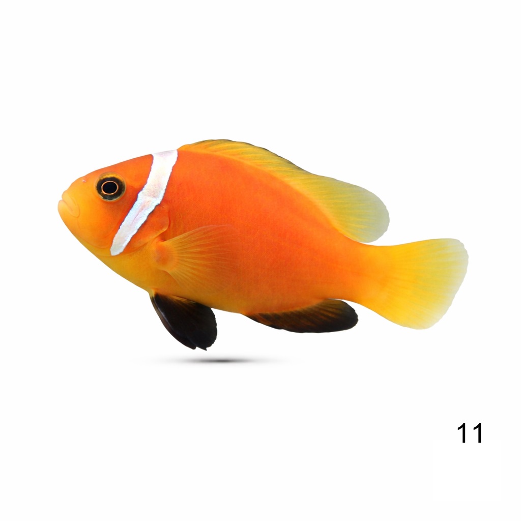 몰디브 클라키_Maldive clown_인도네시아 양식_11