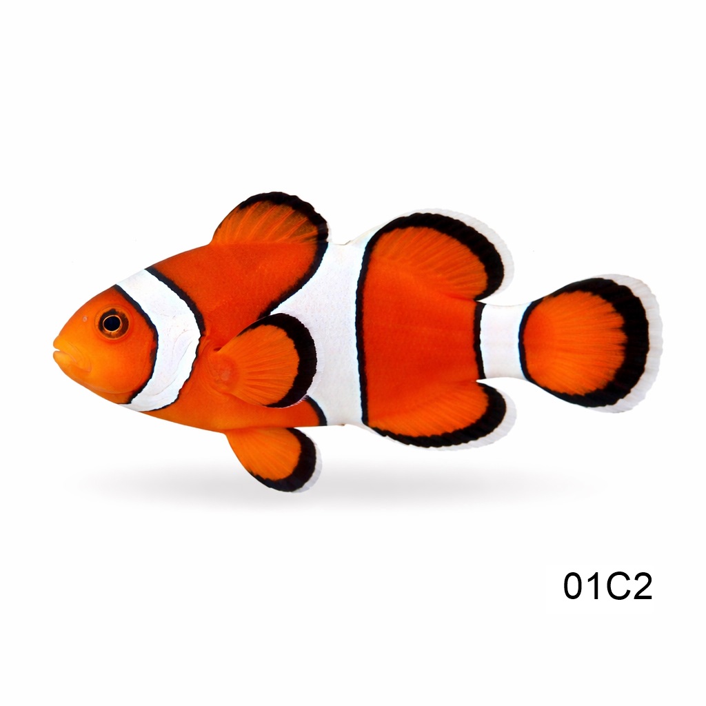오렌지 오세랄리스 (코랄 씨) (2.7-2.9cm)_Orange ocellaris (coral sea)_인도네시아 양식_01C2