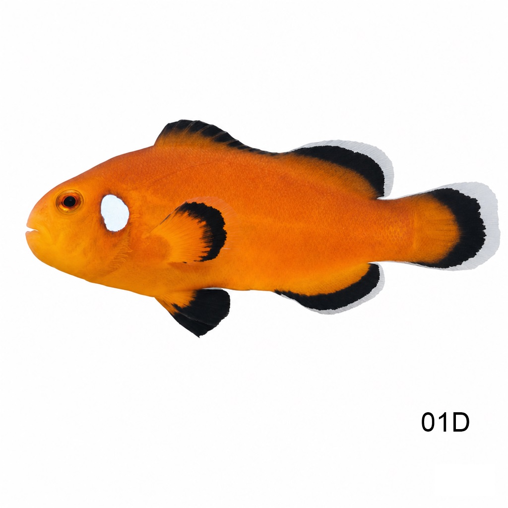 네이키드 클라운 (흰색 조금)_Naked Clown Fish (With A Little White)_인도네시아 양식_01D