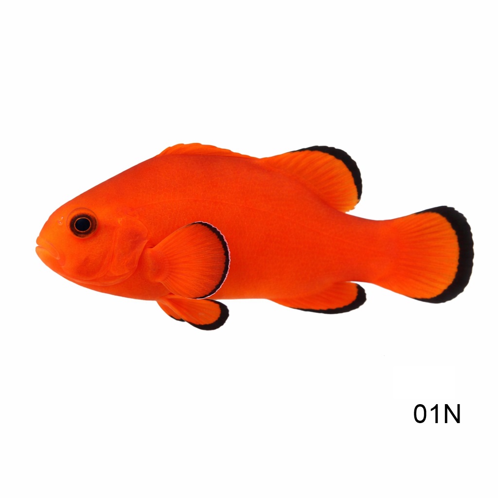 네이키드 클라운_Naked Clown Fish_인도네시아 양식_01N