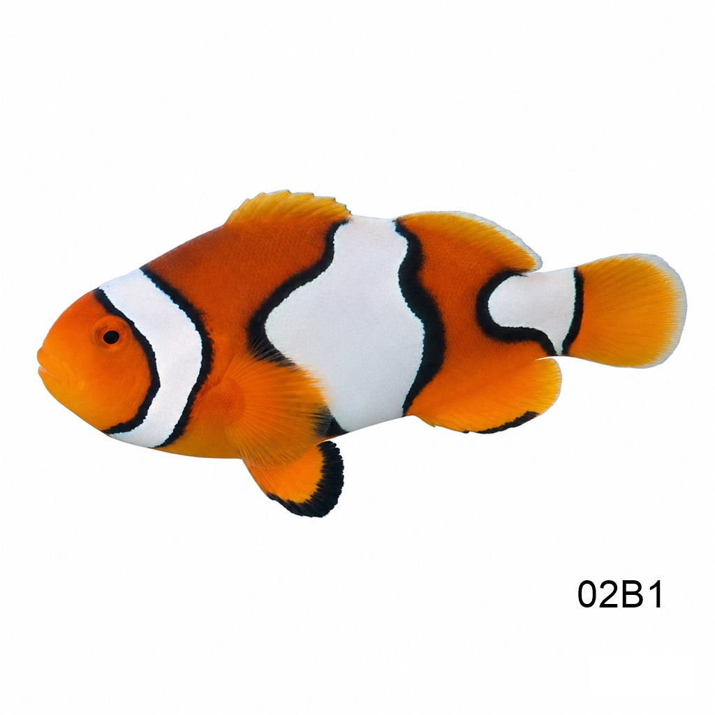 트루퍼큘라_True Percula Black_인도네시아 양식_02B1