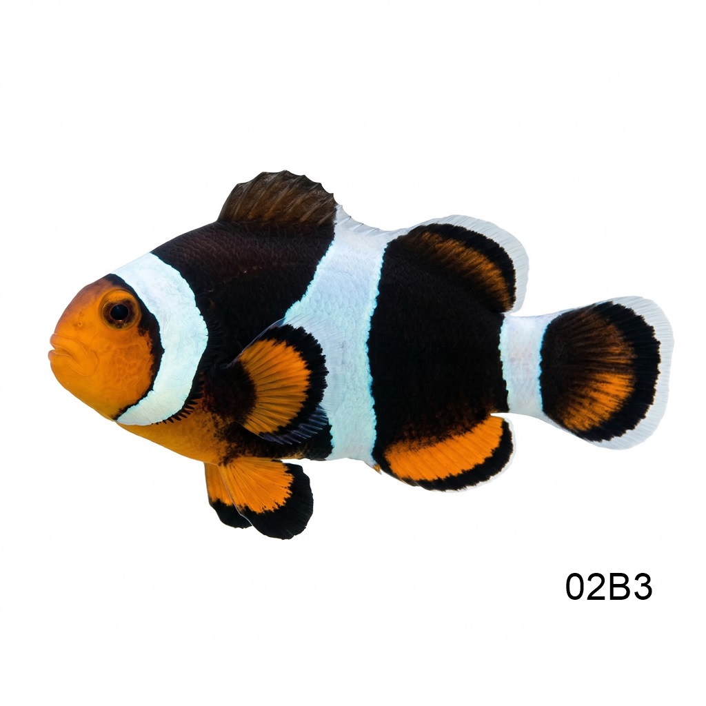 트루퍼큘라 풀블랙_True Percula Full Black_인도네시아 양식_02B3