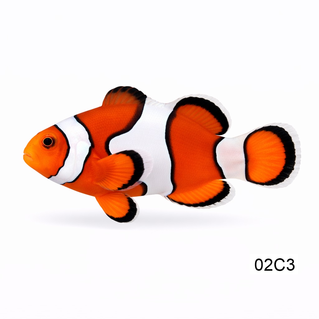 클라운 퍼큘라 (3cm)_True Percula_인도네시아 양식_02C3