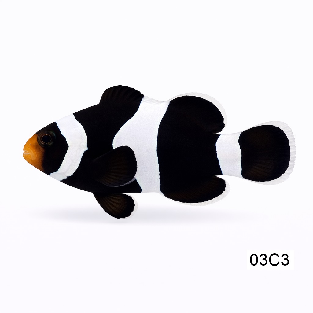 다윈 오셀라리스 (3cm)_Darwin Ocellaris_인도네시아 양식_03C3