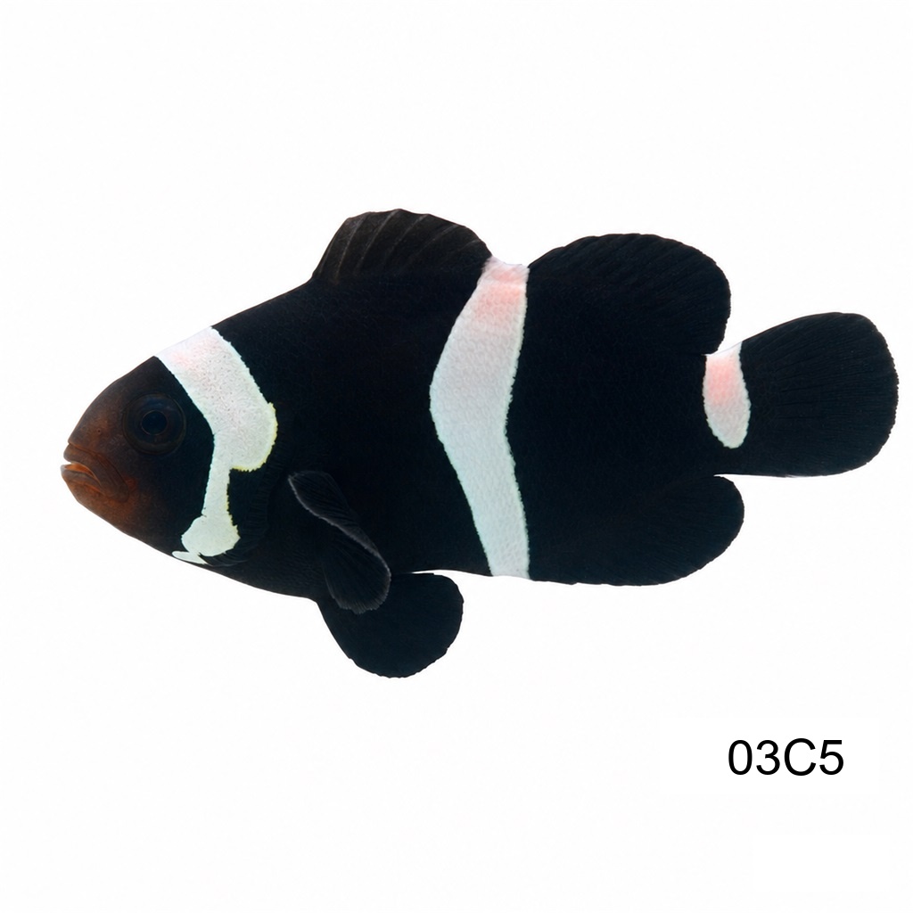 다윈 오셀라리스 (5cm up)_Darwin Ocellaris_인도네시아 양식_03C5