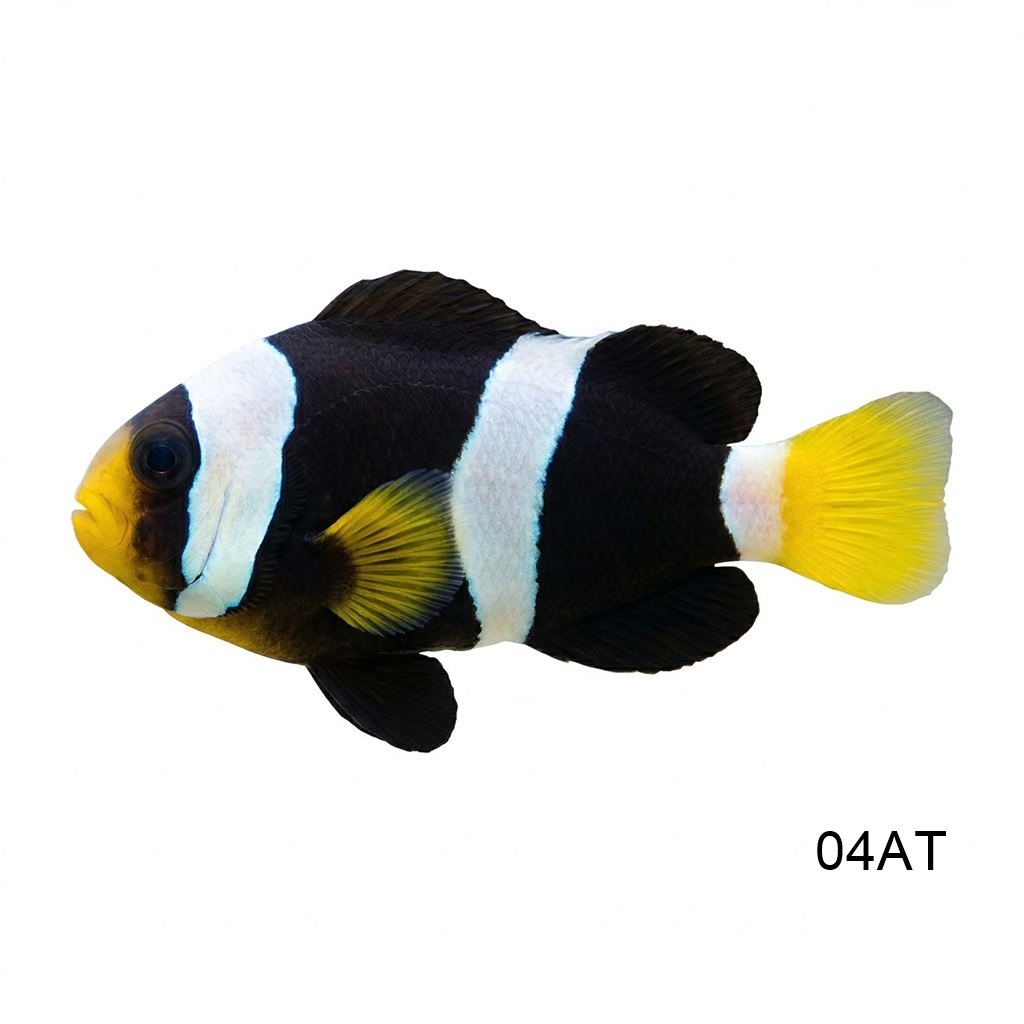호주 클라키 클라운_Australia Clark's Clownfish_인도네시아 양식_04AT