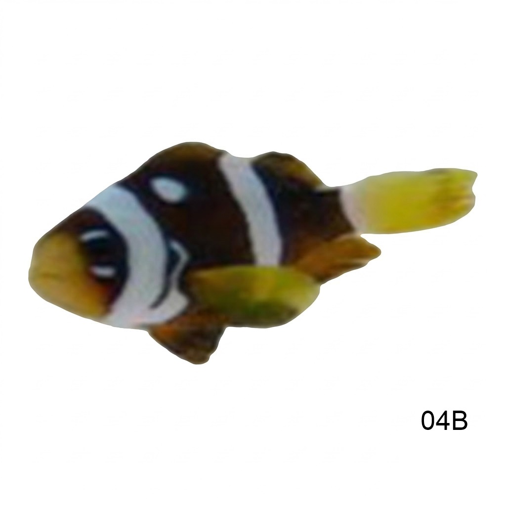 클라키 스페셜B_Galaxy Clarkii Grade B_인도네시아 양식_04B