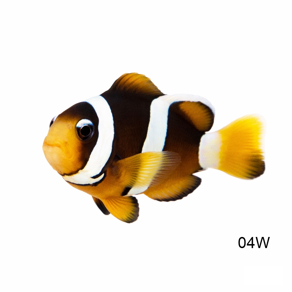 클라키 힌눈썹_White Eyebrow Clarkii Clownfish_인도네시아 양식_04W