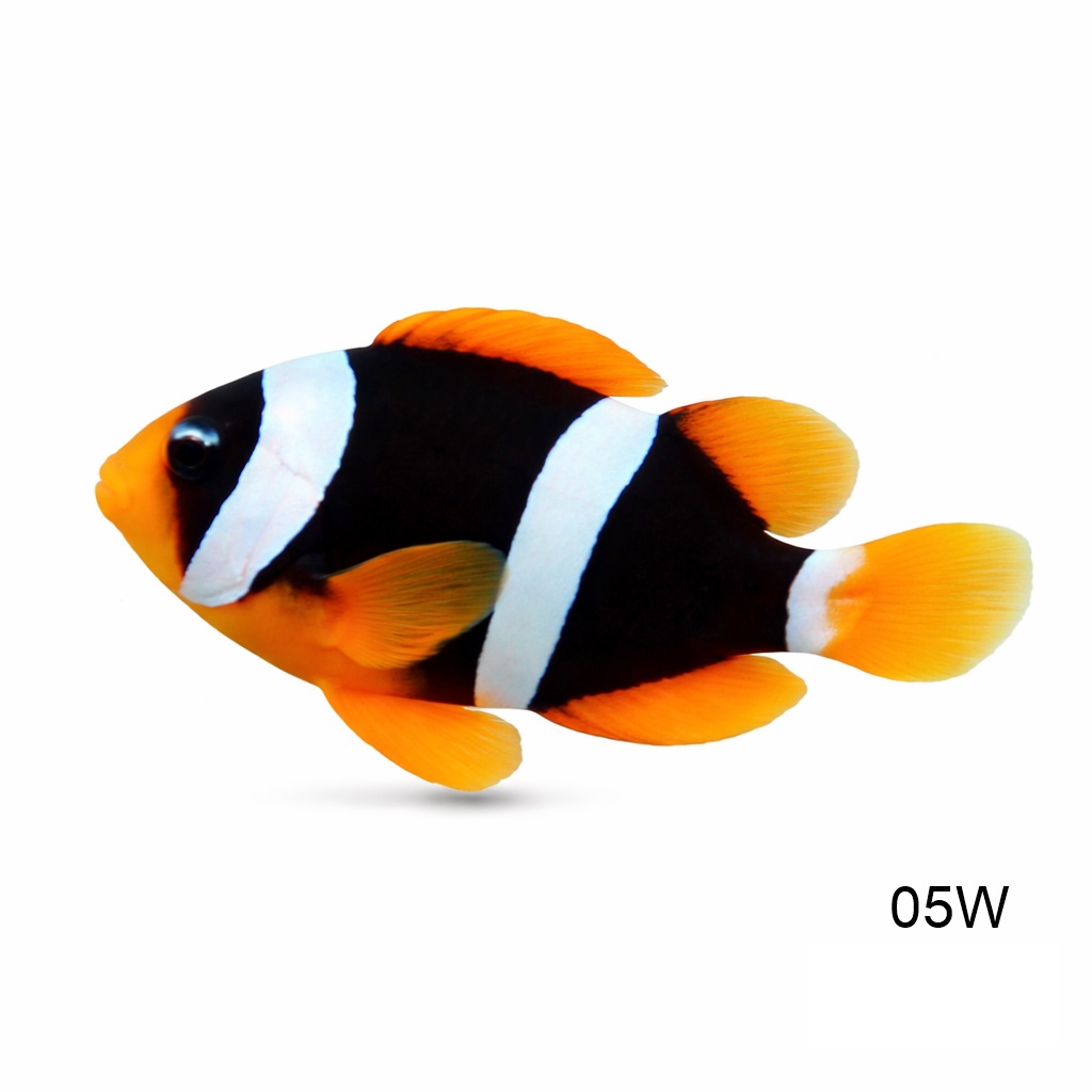 클라키 인디안 화이트 아이_Indian White Eyebrow Clarkii Clownfish_인도네시아 양식_05W