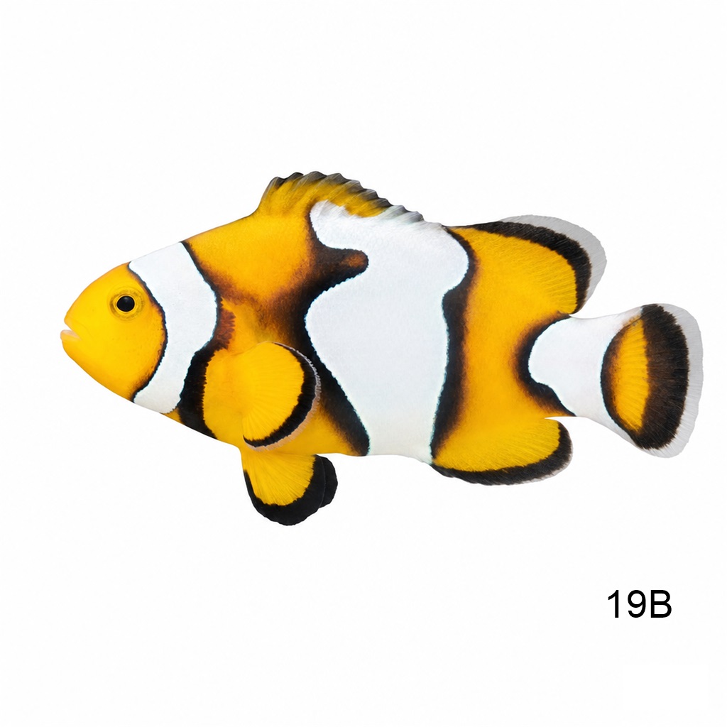 피카소 클라운_Picasso Percula B Grade_인도네시아 양식_19B