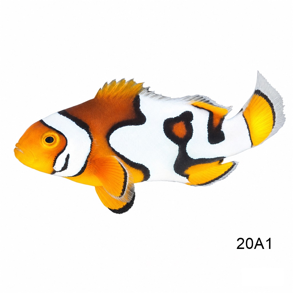피카소 클라운 A_Picasso clownfish A grade_인도네시아 양식_CF20A