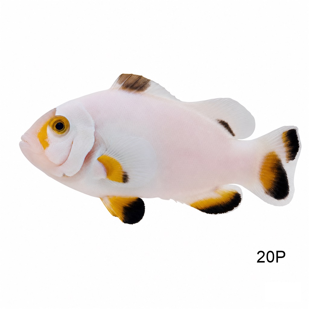 피카소 플래티늄_Platinum Percula_인도네시아 양식_20P