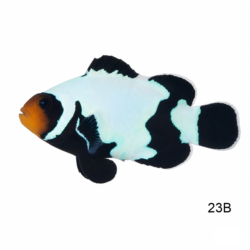 블랙 스노우 프레이크_Black snowflake clownfish_인도네시아 양식_23B