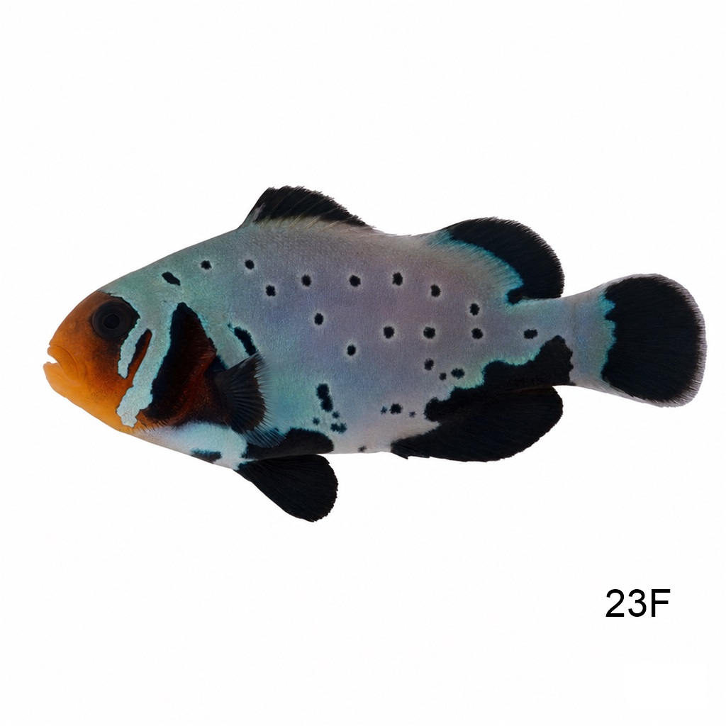 블랙 프로스바이트_Black Frosbite clownfish_인도네시아 양식_23F