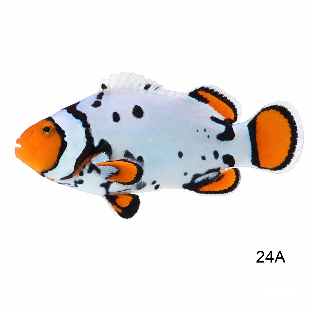 네뷸라 클라운 A_Nebula Clownfish A_인도네시아 양식_24A
