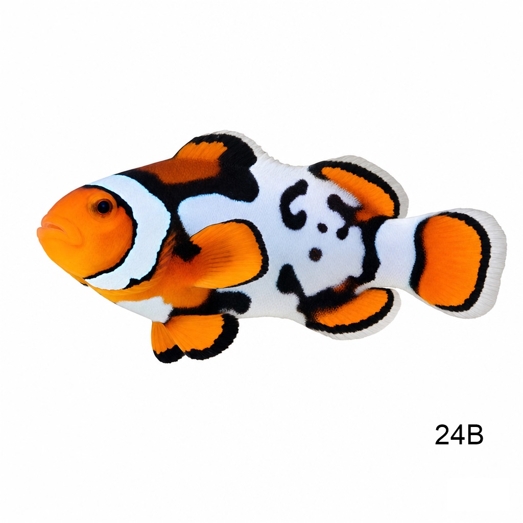 네뷸라 클라운 B_Nebula Clownfish B_인도네시아 양식_24B