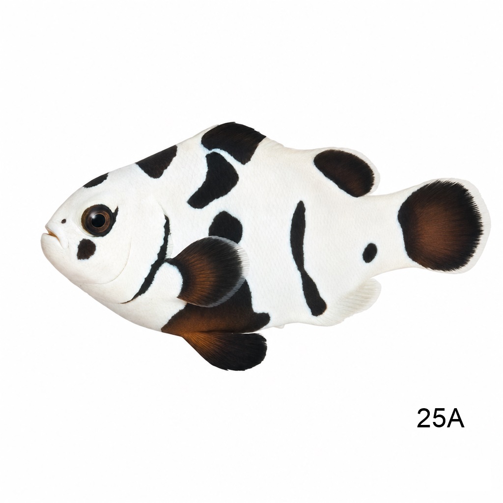 블랙 스톰 클라운_Black Storm Clownfish_인도네시아 양식_25A