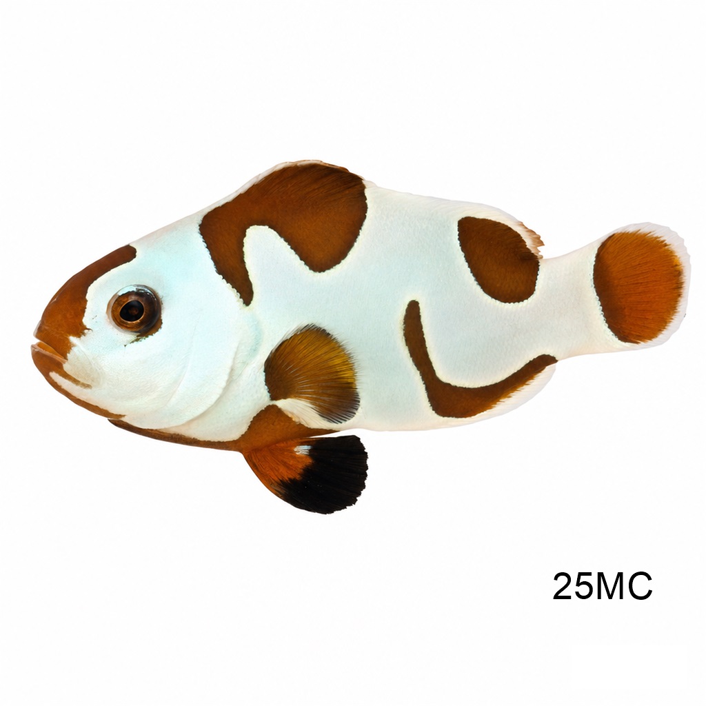 모카 스톰 클라운_Mocha Storm Clownfish_인도네시아 양식_25MC
