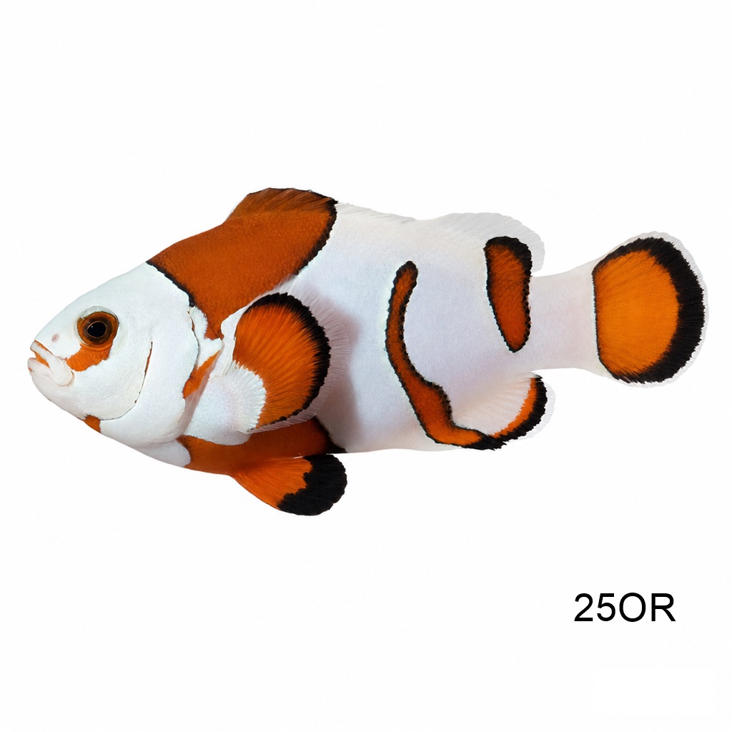 오렌지 스톰 클라운_Orange Storm Clownfish_인도네시아 양식_25OR