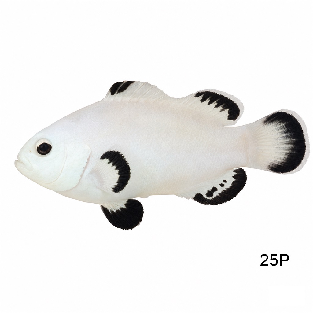 플래티늄 스톰 클라운_Platinum Storm Clownfish_인도네시아 양식_25P