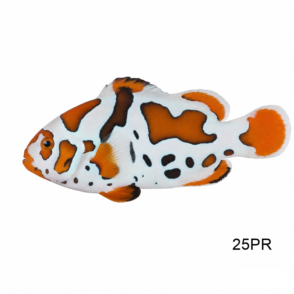 발리 스톰 클라운_Bali Storm clownfish_인도네시아 양식_25PR