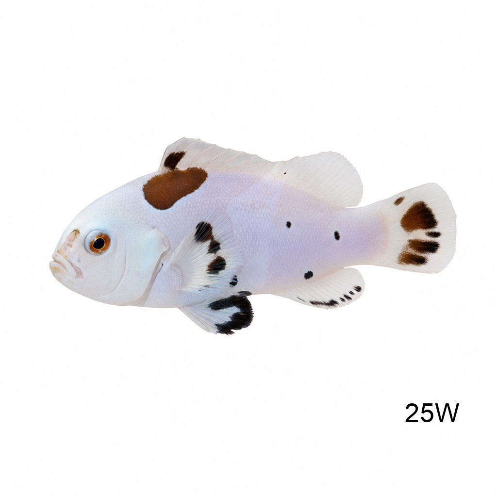화이트 스톰 클라운_White Storm Clownfish_인도네시아 양식_25W