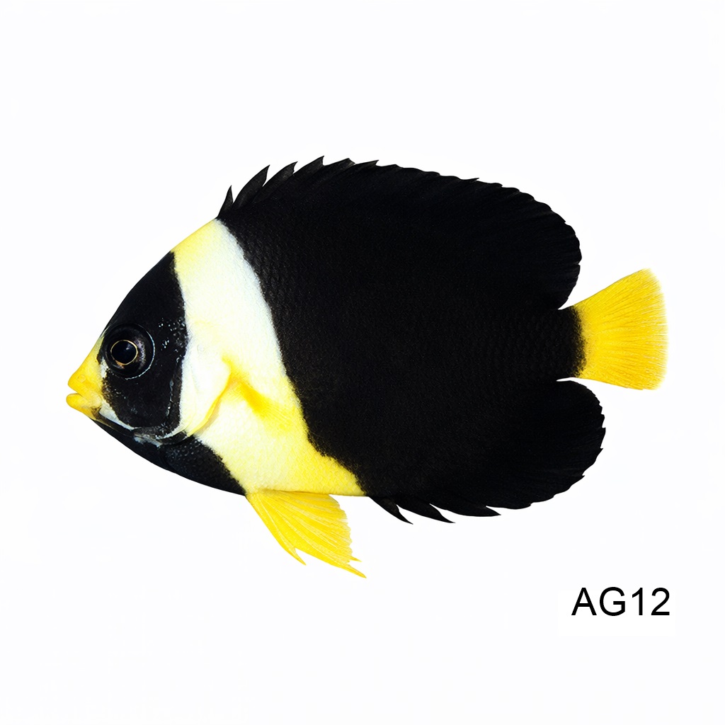 퍼소니퍼 엔젤_Personifer Angelfish_인도네시아 양식_AG12
