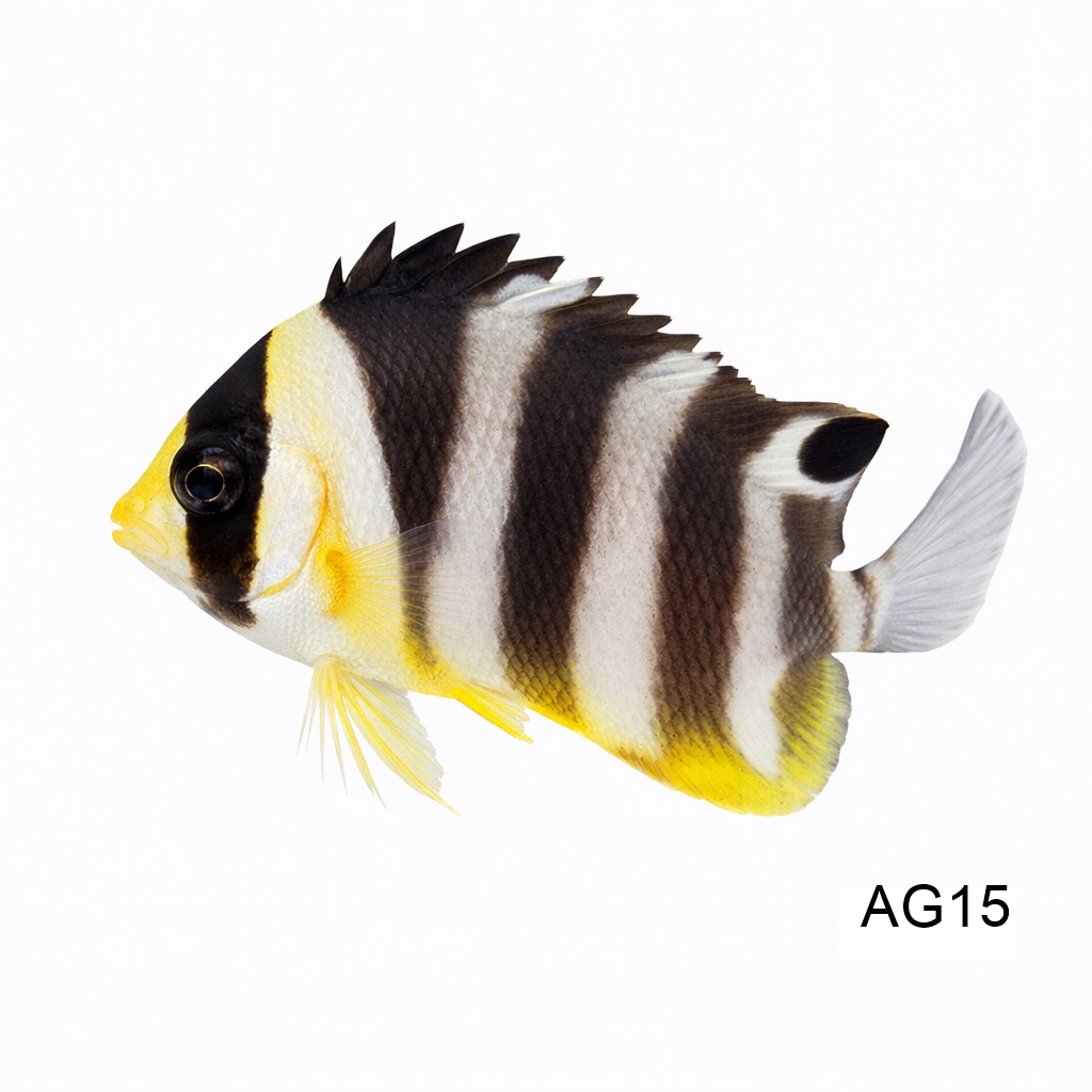 멀티바 엔젤_Multibar Angelfish_인도네시아 양식_AG15