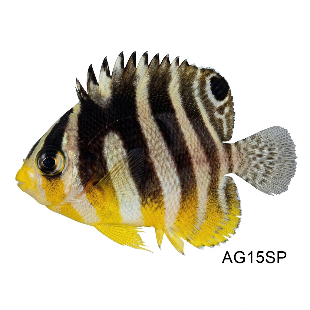 멀티바 엔젤 미스바_Multibar Angelfish Misbar_인도네시아 양식_AG15SP
