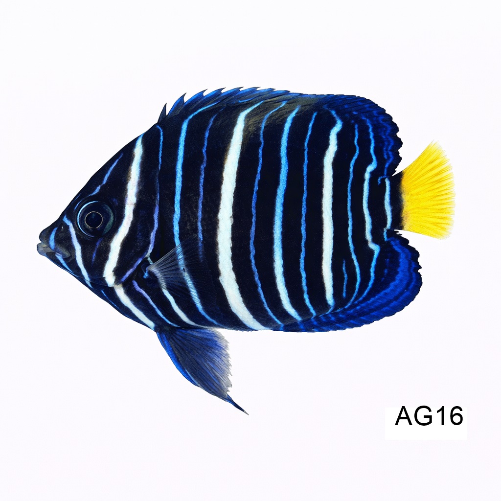 블루문 엔젤_Blue Moon Angel_인도네시아 양식_AG16