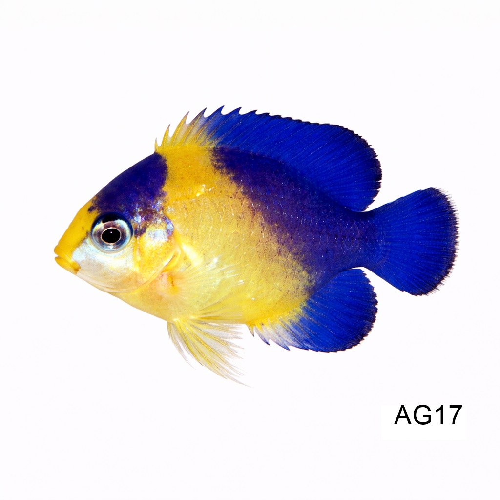 비너스투스 엔젤_Purple Masked Angel_인도네시아 양식_AG17