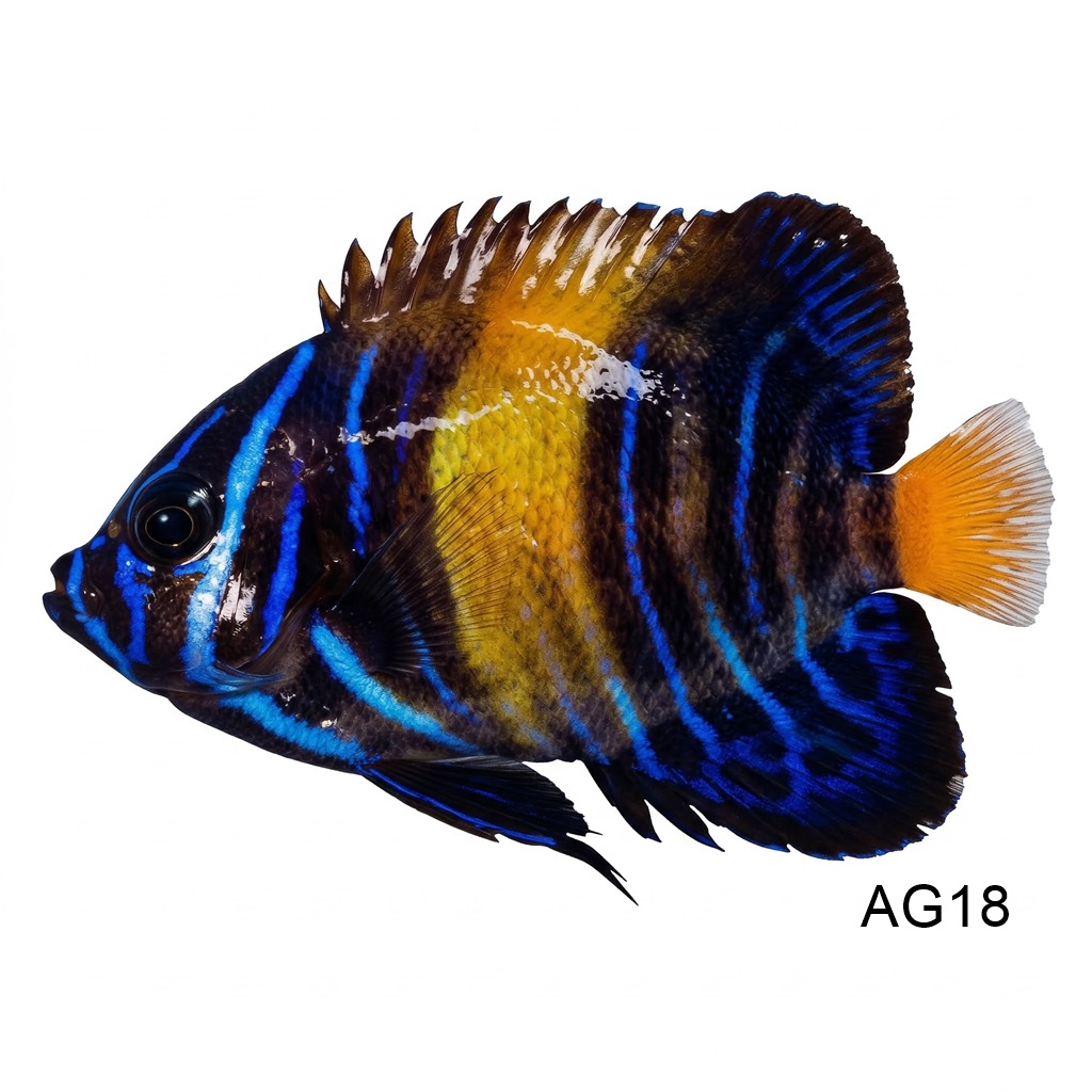아스퍼 엔젤_Asfur Angelfish_인도네시아 양식_AG18