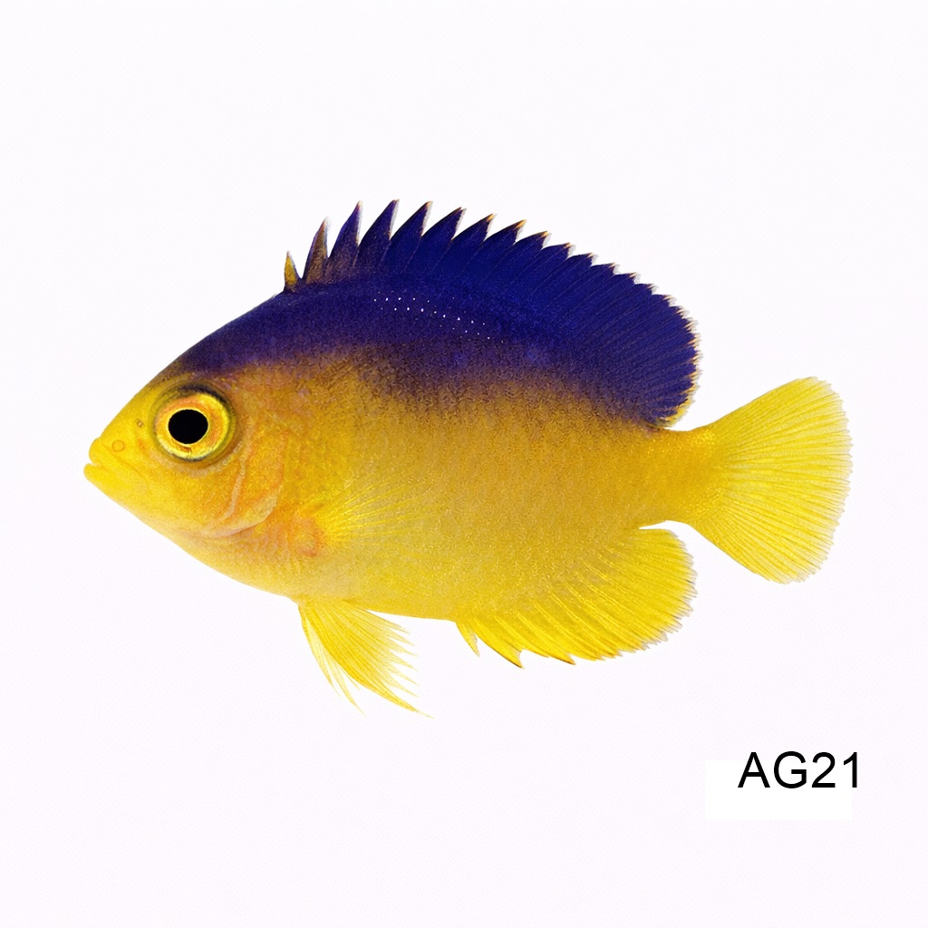 콜린 엔젤_Colin's Angelfish_인도네시아 양식_AG21