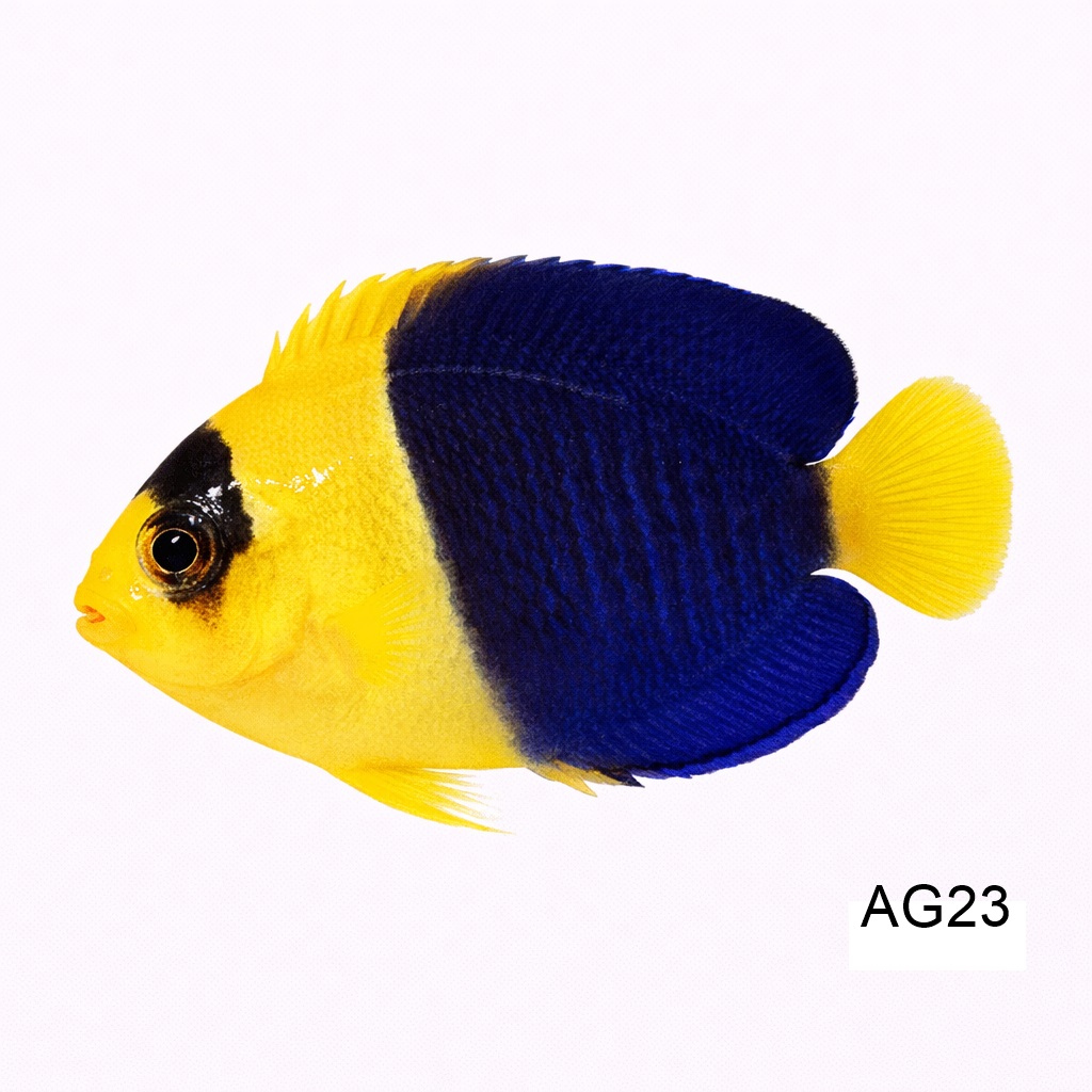 바이칼라 엔젤_Bicolor Angelfish_인도네시아 양식_AG23