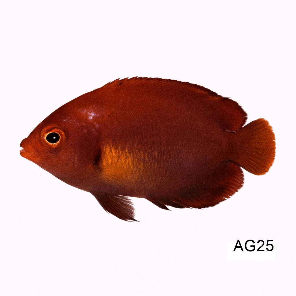 골든 엔젤_Golden Angelfish_인도네시아 양식_AG25