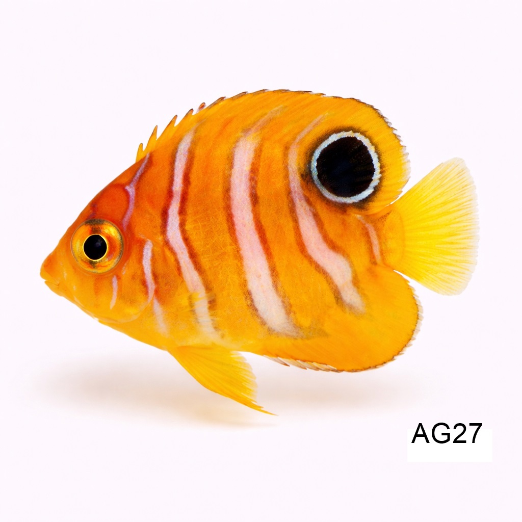 리갈 엔젤(JUV)_Regal Angel Juvenile (낱마리주문시)_인도네시아 양식_AG27