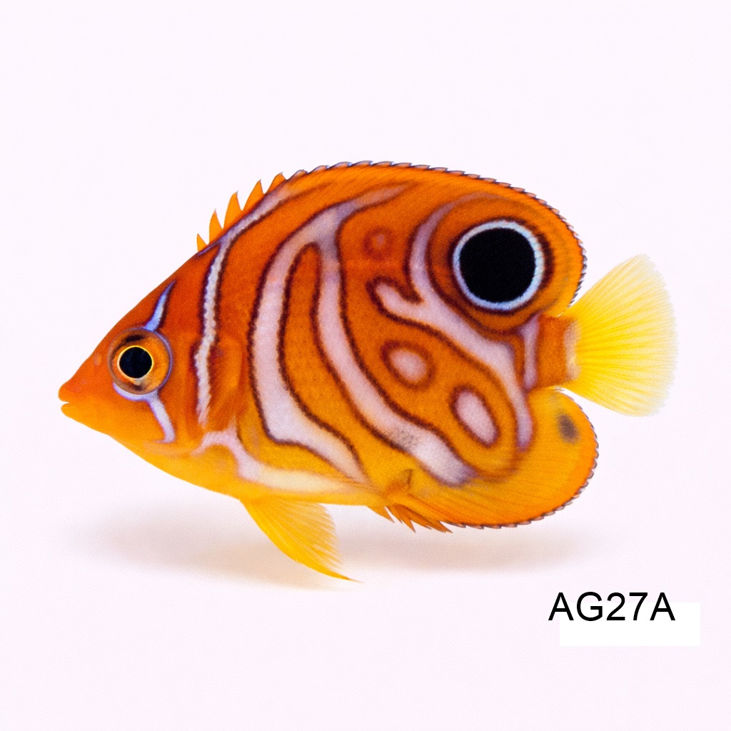 리갈 엔젤(JUV) HYBRID (A)_Regal Angel Juvenile (하이브리드 A)_인도네시아 양식_AG27A