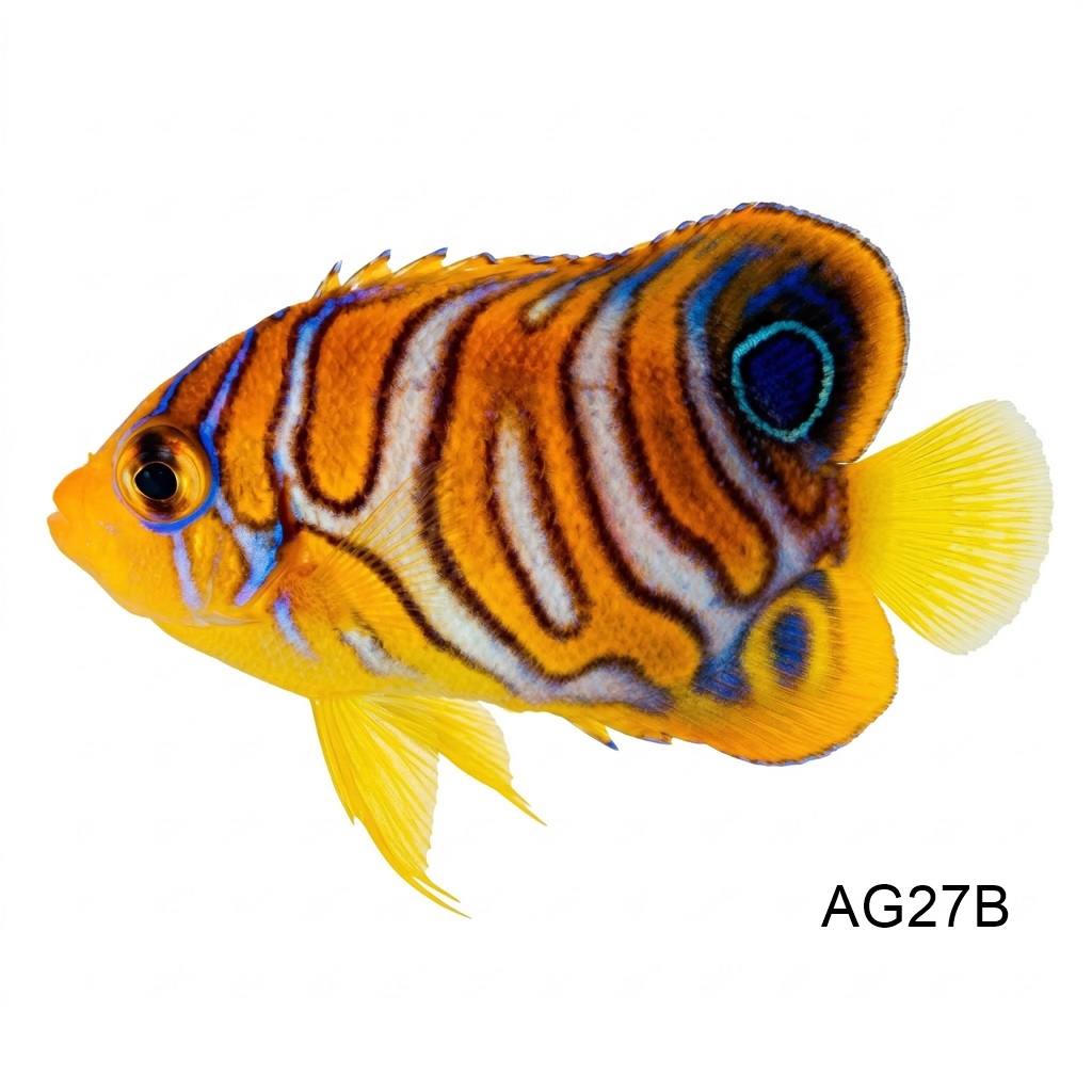 리갈 엔젤(JUV) HYBRID (B)_Regal Angel Juvenile (하이브리드 B)_인도네시아 양식_AG27B