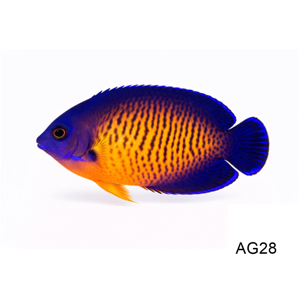 코랄뷰티 엔젤_Coral Beauty Angelfish_인도네시아 양식_AG28