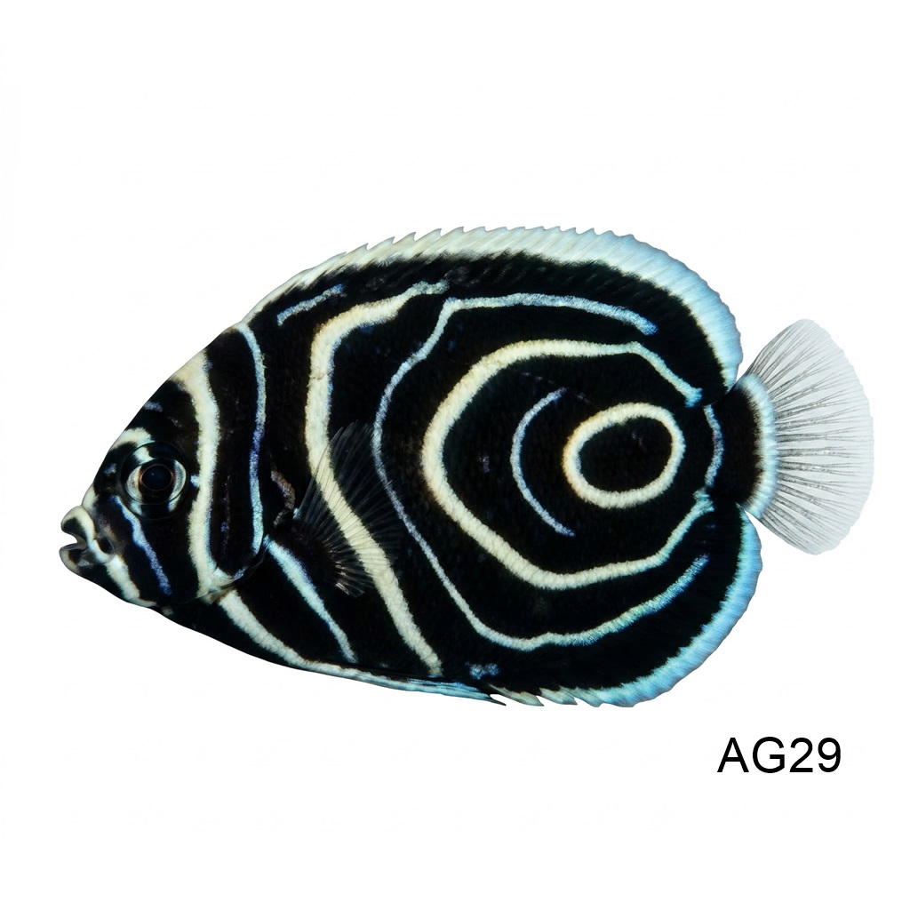 엠페러 엔젤(JUV)_Emperor Angelfish Juvenile_인도네시아 양식_AG29