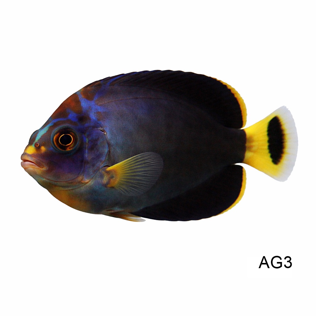 마즈 엔젤_Maze Angelfish_인도네시아 양식_AG3