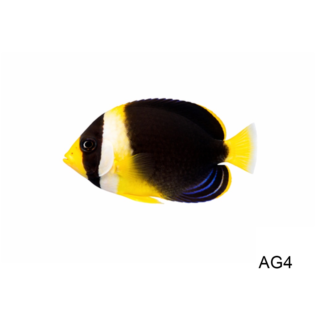 스크리블 엔젤_Scribbled Angelfish_인도네시아 양식_AG4