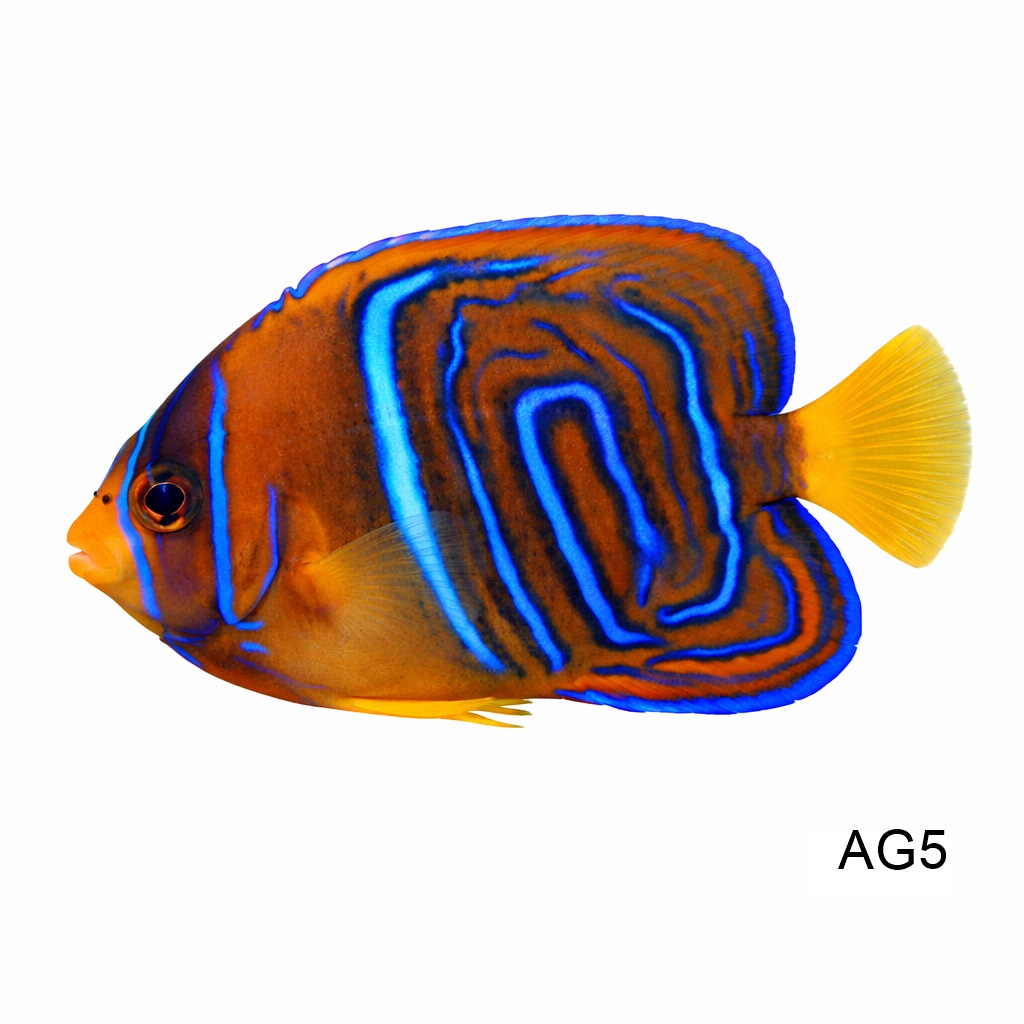킹 엔젤_King Angelfish_인도네시아 양식_AG5