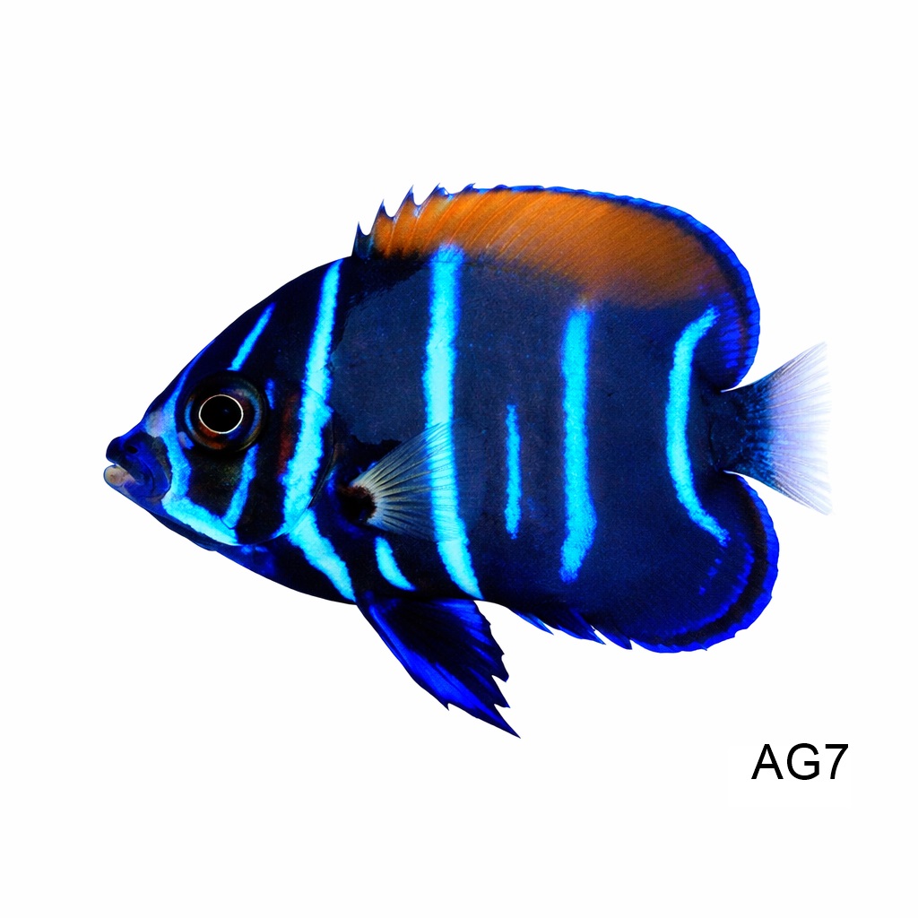 마제스틱 엔젤_Majestic Angelfish_인도네시아 양식_AG7